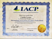 diplomă ICAP certificare internațională Cătălin Cornea psiholog canin