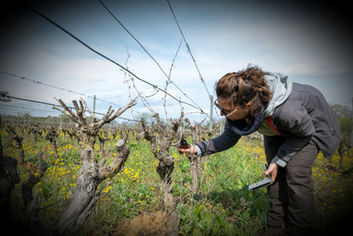 Natural Wines by Domaine les Orbières, Languedoc