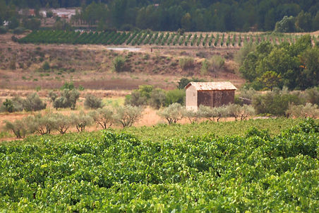 vin-bio-terrasses-du-larzac-croix-de-sai