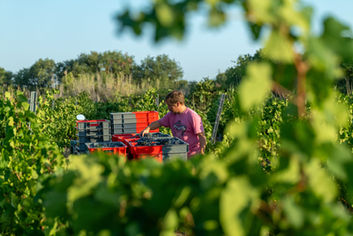 Natural Wines by Domaine les Orbières, Languedoc