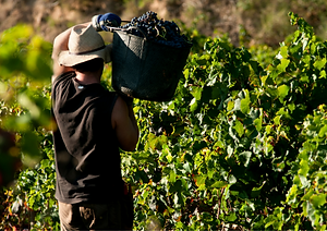 Formation vin de Catalogne Nord et sud