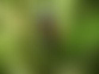 Top 5 des balades autour d’Iffendic et de Brocéliande