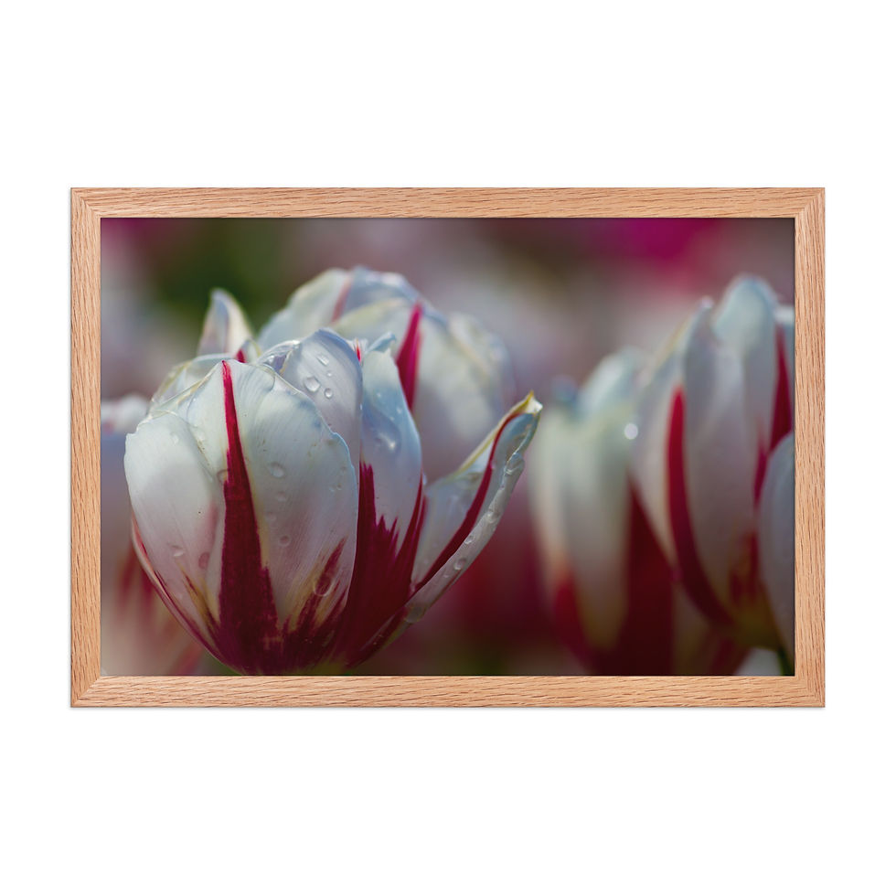 Thumbnail: Framed poster - Tulip - Canada 150