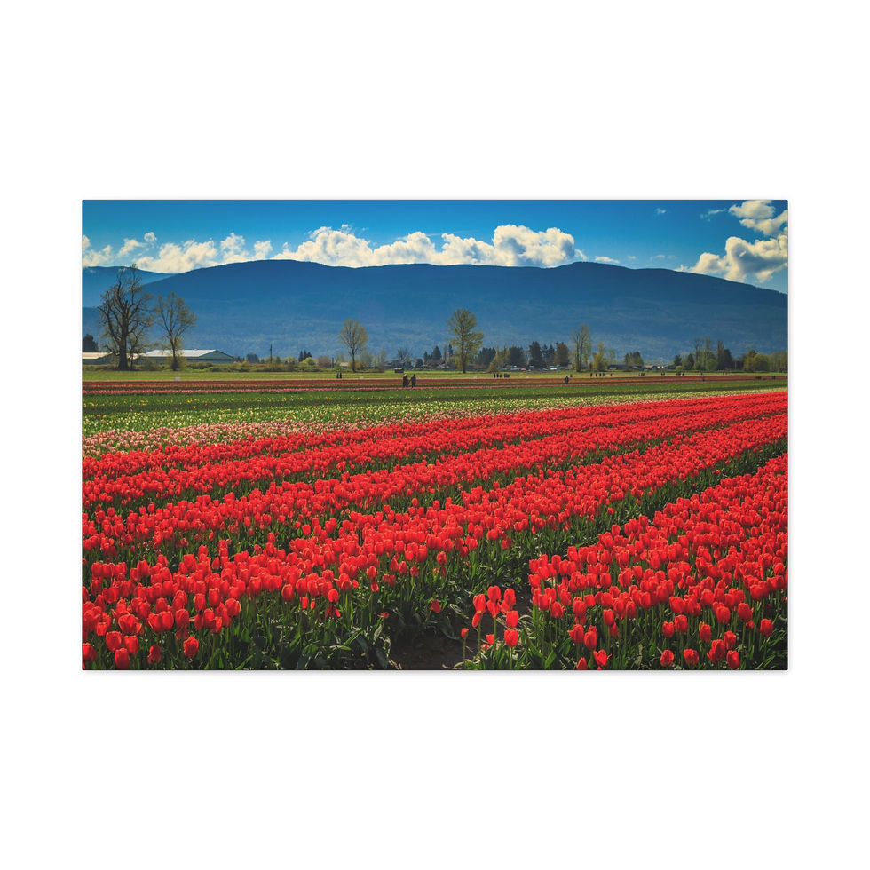Thumbnail: Canvas Print - Tulips in the Valley Festival in Chilliwack British Columbia