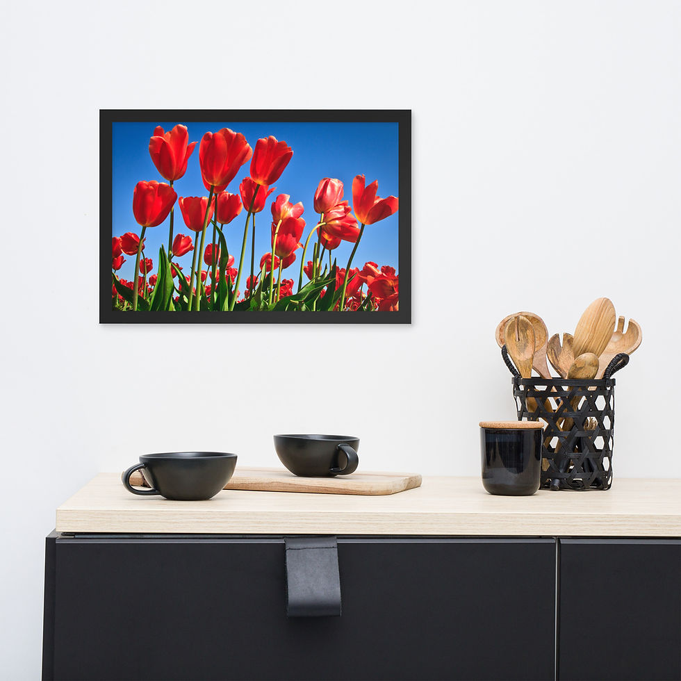 Thumbnail: Framed poster - Red Tulips - Skagit Valley Tulip Festival  -7565