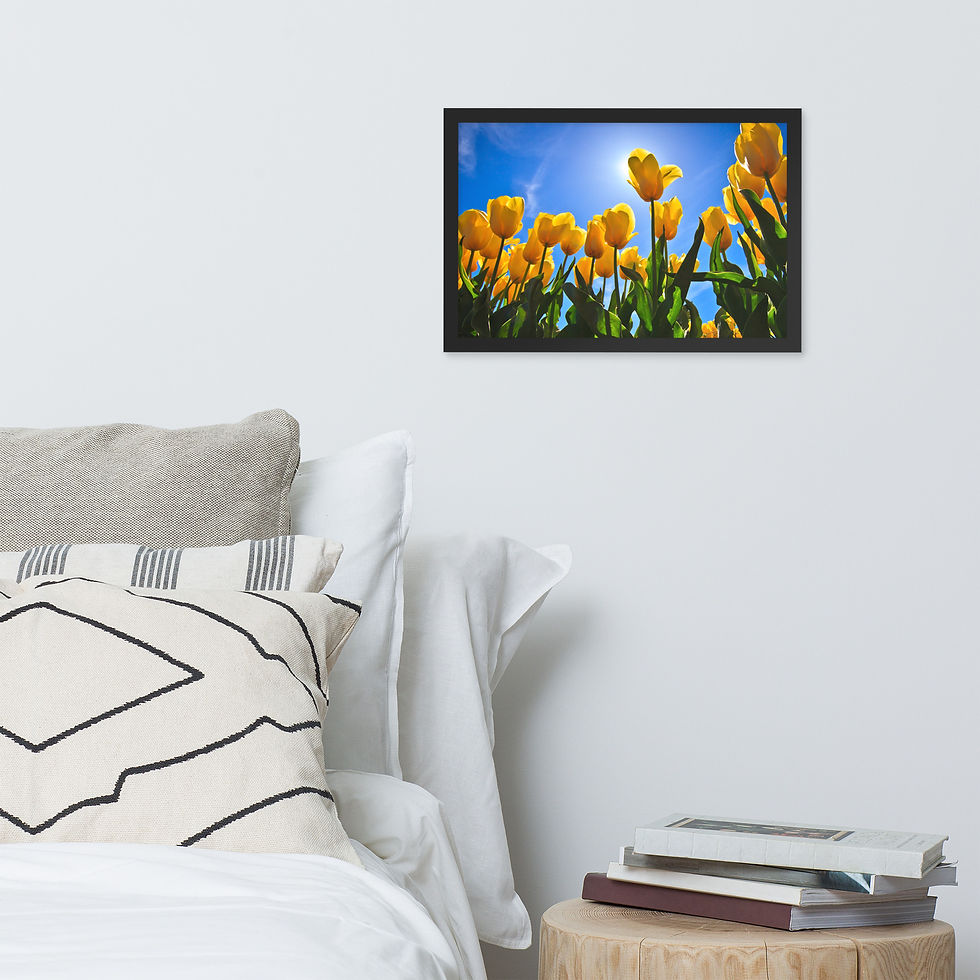 Thumbnail: Framed poster - Yellow Tulip - Skagit Valley Tulip Festival -  7650