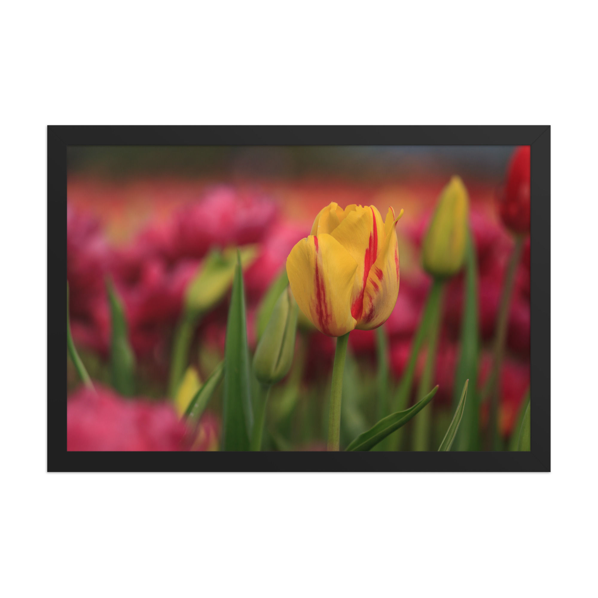 Framed poster - Tulips in the Valley - Abbottsford - British Columbia - 9344