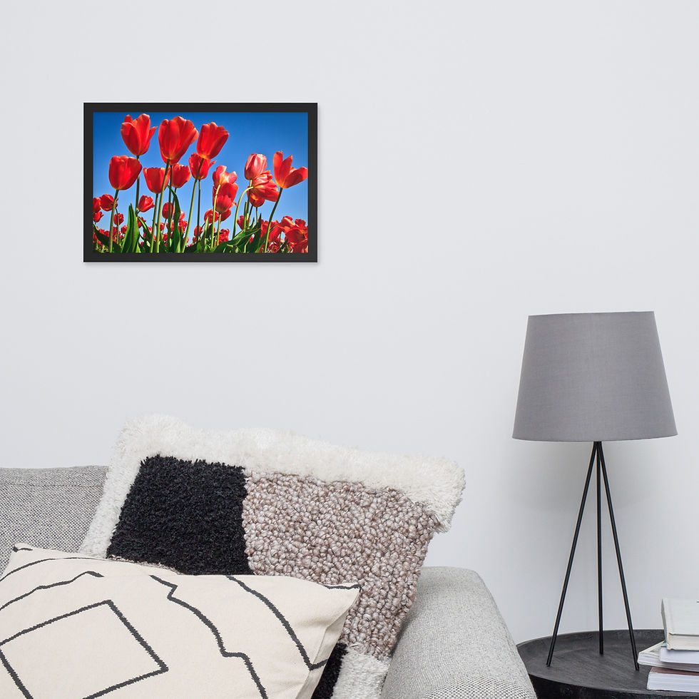 Thumbnail: Framed poster - Red Tulips - Skagit Valley Tulip Festival  -7565