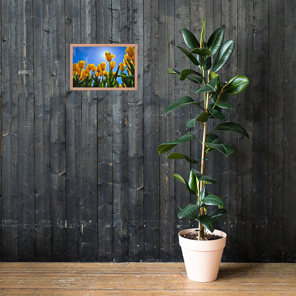 Thumbnail: Framed poster - Yellow Tulip - Skagit Valley Tulip Festival -  7650