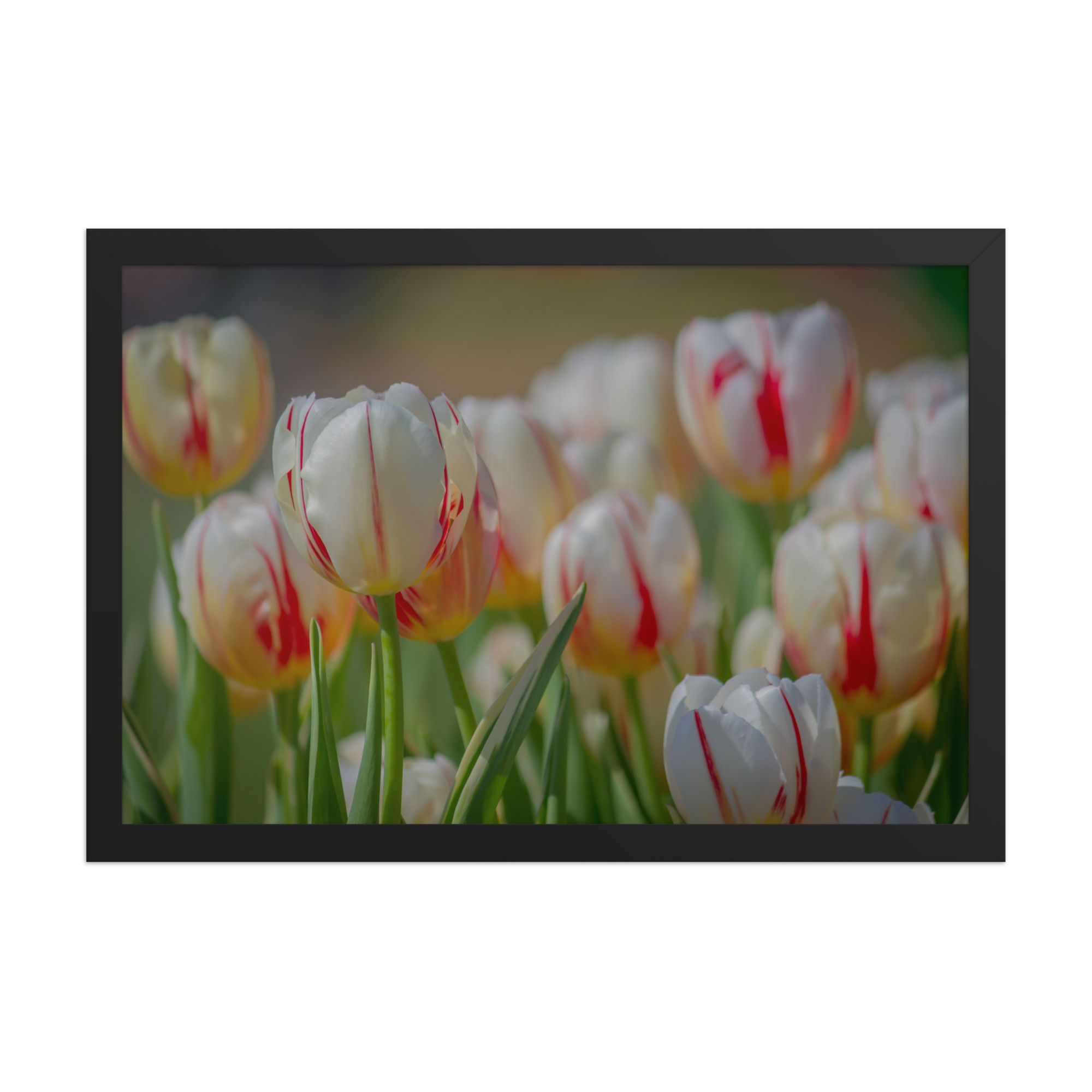 Framed poster - Tulips in the Valley - Chilliwack - British Columbia - 4127