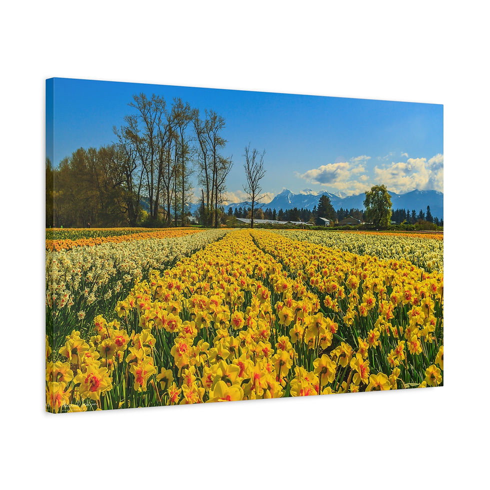 Thumbnail: Canvas Print - Daffodils in full bloom 