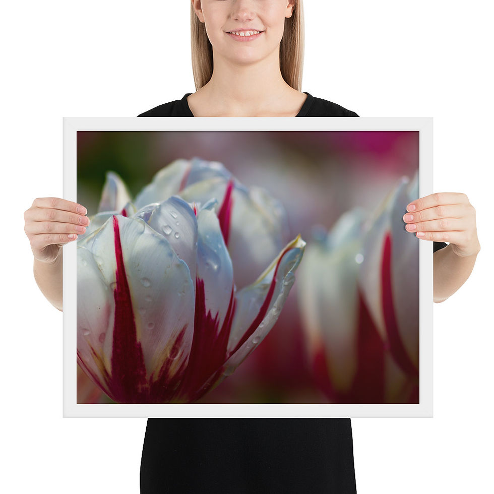 Thumbnail: Framed poster - Tulip - Canada 150