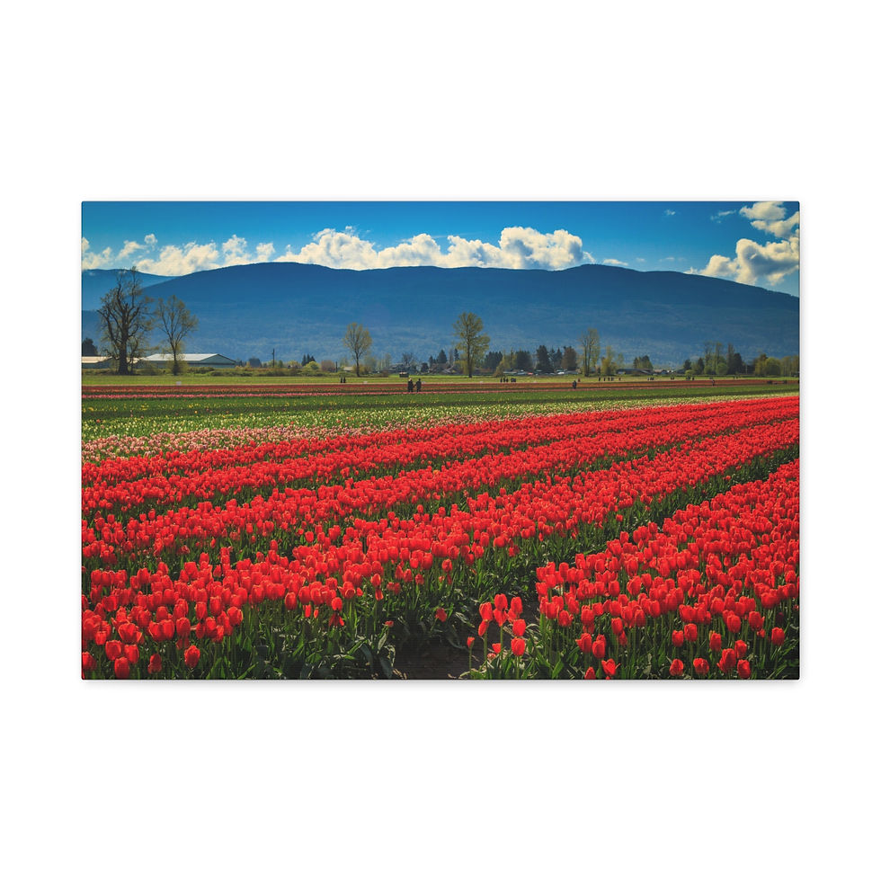 Thumbnail: Canvas Print - Tulips in the Valley Festival in Chilliwack British Columbia