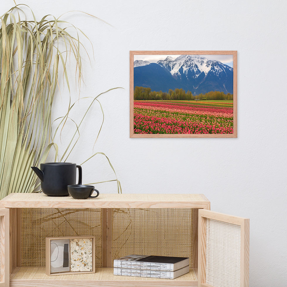 Thumbnail: Framed poster -Tulips in the Valley - Agassiz - British Columbia - 4248