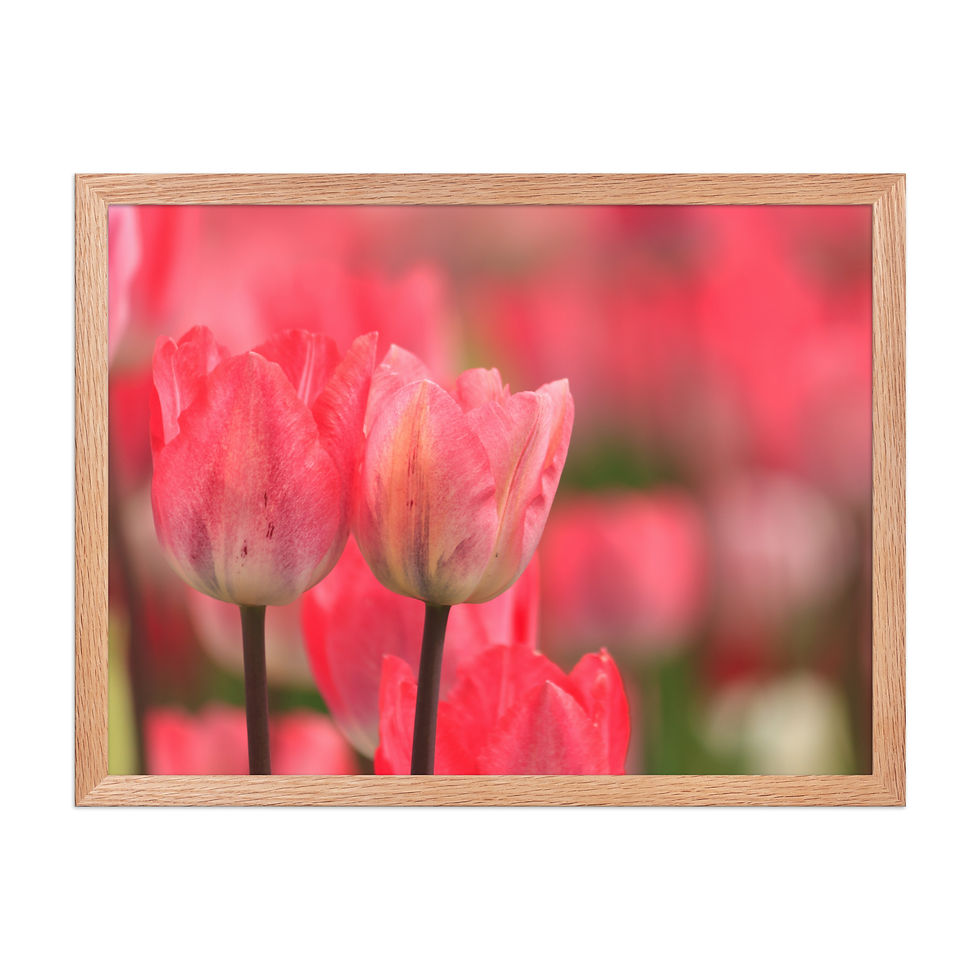 Thumbnail: Framed poster - Tulips in the Valley - Abbottsford - British Columbia - 9386