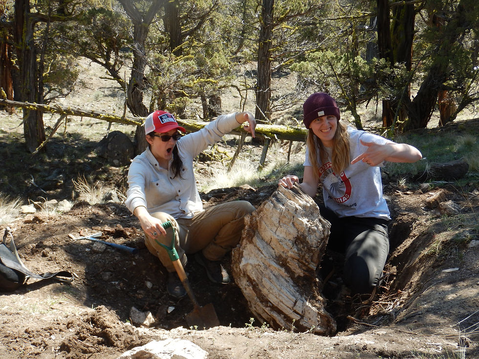 Petrified stump