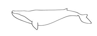 Blue Whale