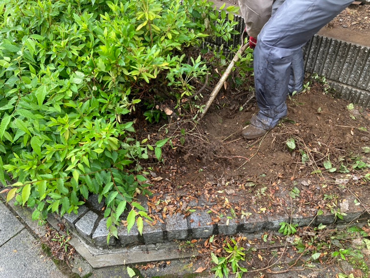 ツツジやサツキの抜根作業