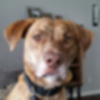amos