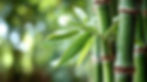 bamboo1_edited.jpg