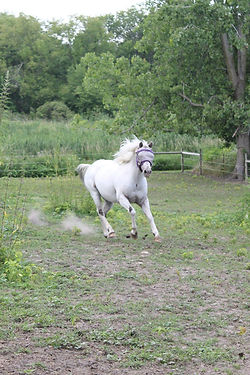 Marshmellow The Wonder Pony