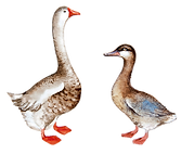 shutterstock_522783727_edited.png