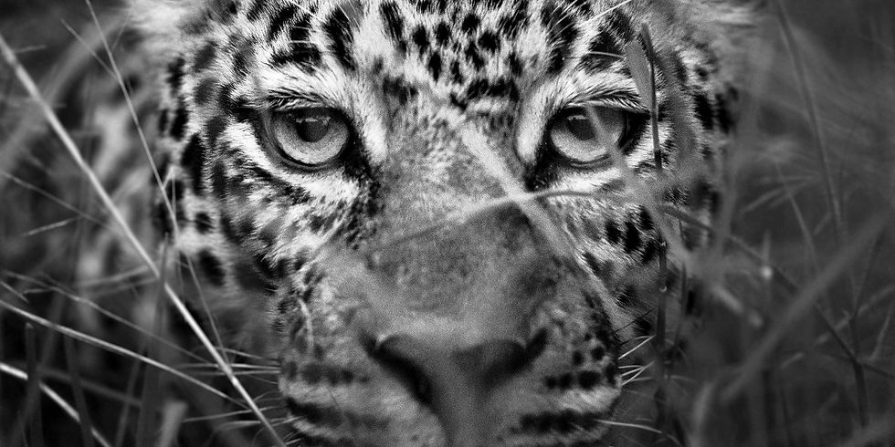 Pardus, sur les traces du léopard - Nicolas Orillard-Demaire