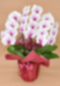 白赤大輪3本立ち21輪以上(つぼみ込み).png