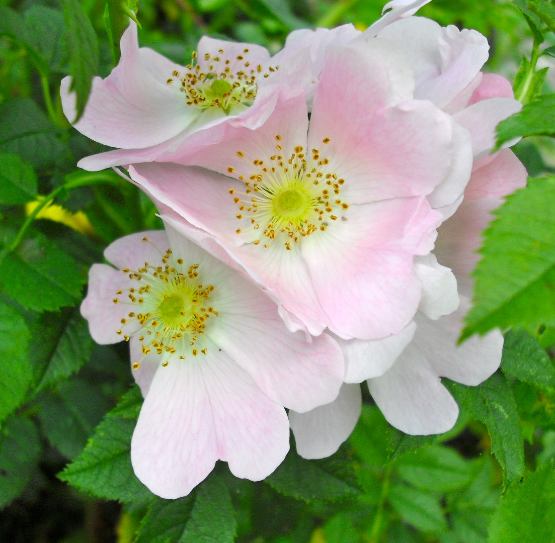 Avalon Herbal Medicine