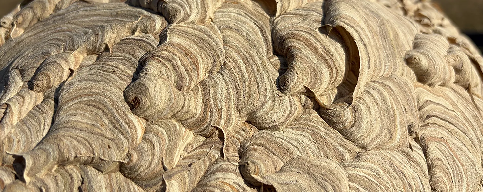 A wasp's nest: no single wasp has a plan, it's emergent from the conditions of the swarm