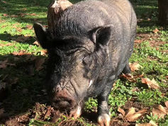 Curiosidades del cerdo vietnamita