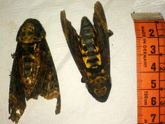 La Esfinge de la Calavera: Un Visitante Fascinante