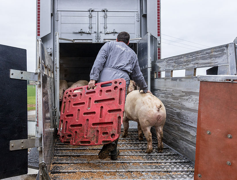 Porc_Francilin_Transport.jpg