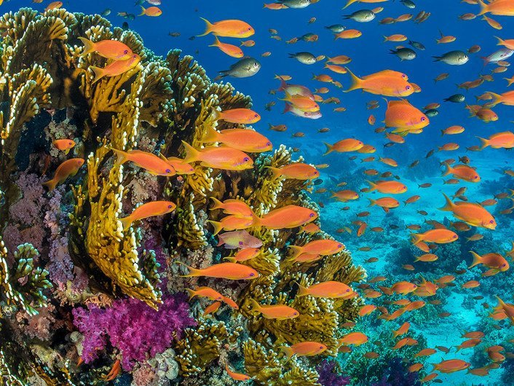 Brasil é pioneiro na criação de currículo escolar sobre cultura oceânica