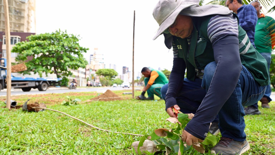 Prefeitura realiza plantio de 100 mudas na Avenida Magalhães Neto