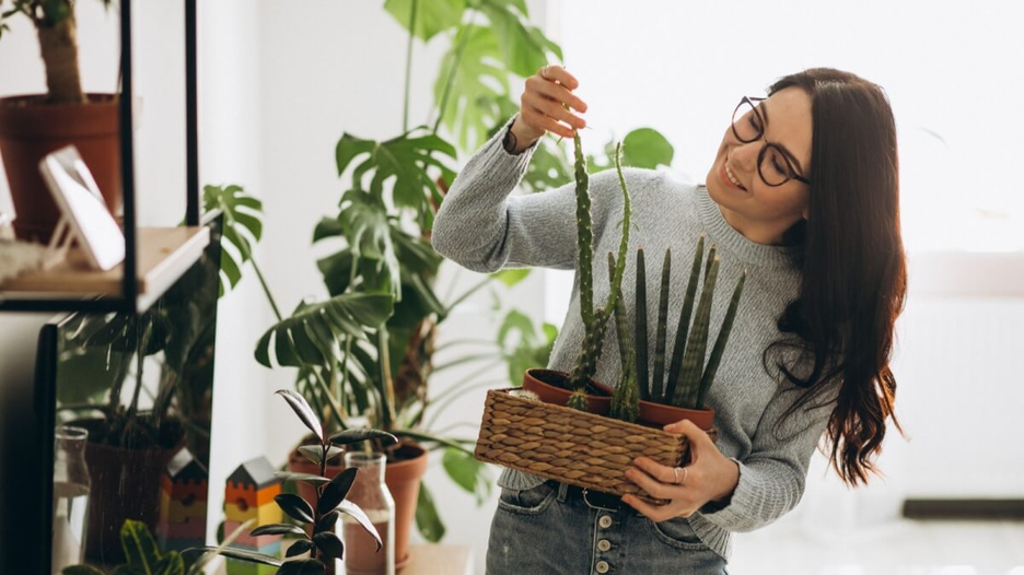 Cuidados com plantas no outono: 5 dicas que fazem a diferença