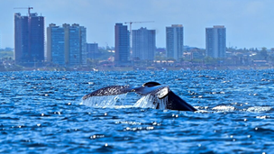 Prefeitura lança temporada das baleias-jubarte e fortalece Salvador como destino do turismo de natureza