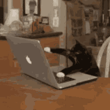 cat.gif
