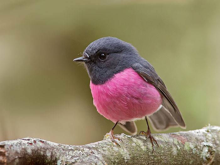 ree