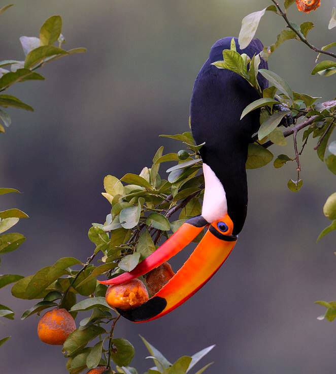 ree
