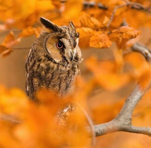 ree