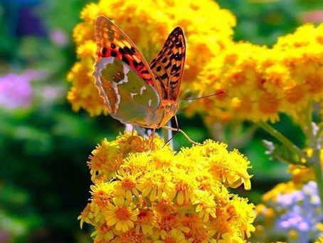 O EQUILÍBRIO DO FEMININO