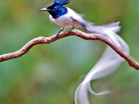 11 DICAS PARA ELEVAR A SUA VIBRAÇÃO