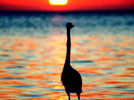 INTUIÇÃO - SABEDORIA DOS ANJOS