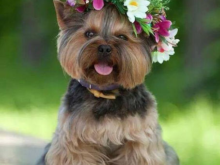 SEU FOCO DESPERTA ALEGRIA?