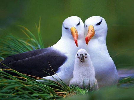 DESLIGUE-SE DO DRAMA - SABEDORIA DOS ANJOS