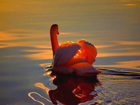 DANÇANDO EM HARMONIA EM UM UNIVERSO DIVERSO