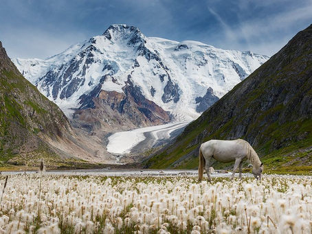 SABEDORIA DOS ANJOS - CO-CRIADORES