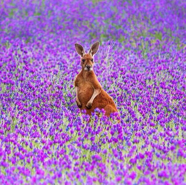 ree