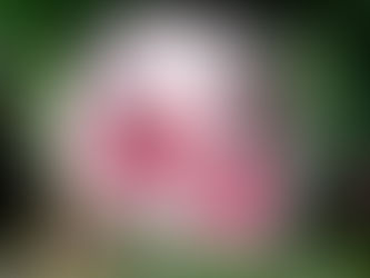 REIVINDIQUE A SUA VERDADE AGORA